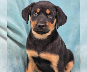 Eureka Pup - Jo Lupo - Female Mutt Dog for Adoption - Photo #4