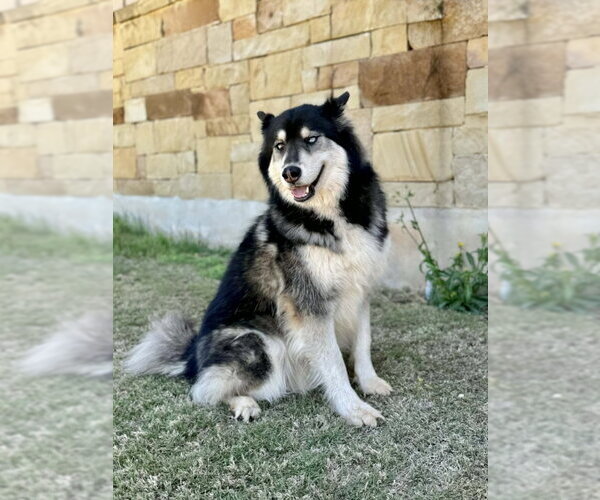 Medium Photo #2 Siberian Husky Puppy For Sale in PIPE CREEK, TX, USA