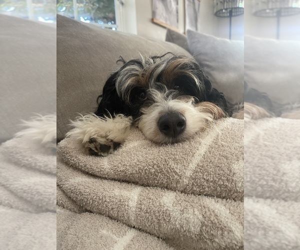 Medium Photo #1 Bernedoodle (Miniature)-Bernese Mountain Dog Mix Puppy For Sale in PLEASANT HILL, CA, USA