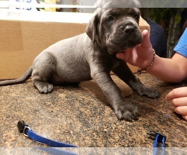 Medium Photo #17 Cane Corso Puppy For Sale in PHILLIPSTON, MA, USA