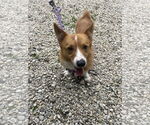Small #1 Pembroke Welsh Corgi