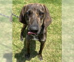 Small Photo #2 Plott Hound-Unknown Mix Puppy For Sale in Glen Allen, VA, USA
