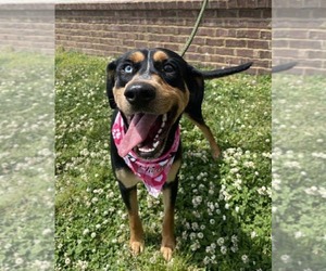 Doberman Pinscher-Unknown Mix Dogs for adoption in Columbus, IN, USA