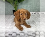 Small #3 Dachshund