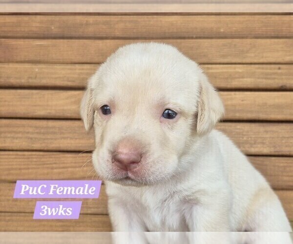 Medium Photo #116 Labrador Retriever Puppy For Sale in EDGEWOOD, TX, USA