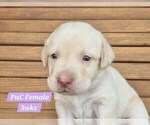 Small Photo #116 Labrador Retriever Puppy For Sale in EDGEWOOD, TX, USA