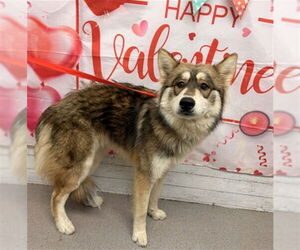 Chow Chow-Siberian Husky Mix Dogs for adoption in San Bernardino, CA, USA
