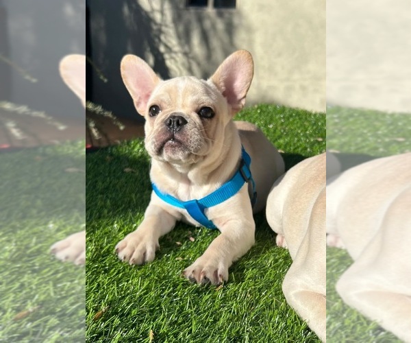 Medium Photo #7 French Bulldog Puppy For Sale in SAN JOSE, CA, USA