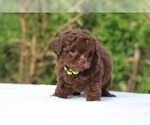 Small #3 ShihPoo
