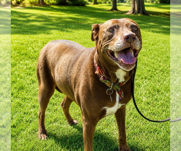 Medium Photo #51 American Staffordshire Terrier-Labrador Retriever Mix Puppy For Sale in Lake Forest, CA, USA