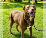 Small #50 American Staffordshire Terrier-Labrador Retriever Mix
