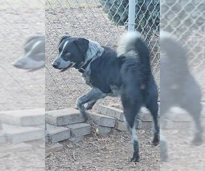 Bluey - Male Mutt Dog for Adoption - Photo #3