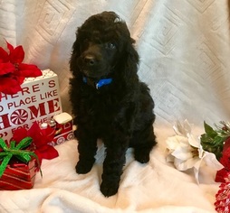 Poodle (Miniature) Puppy for sale in YELM, WA, USA