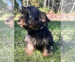 Small Photo #6 Yorkshire Terrier Puppy For Sale in DURHAM, CT, USA