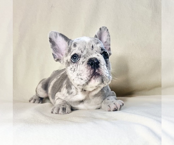 Medium Photo #3 French Bulldog Puppy For Sale in STATEN ISLAND, NY, USA
