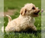 Small #2 Cavapoo (Miniature)