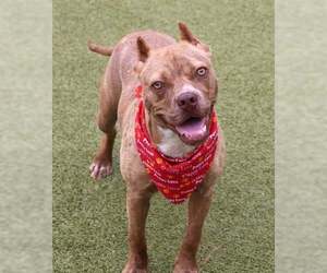 American Pit Bull Terrier-Unknown Mix Dogs for adoption in Rockaway, NJ, USA