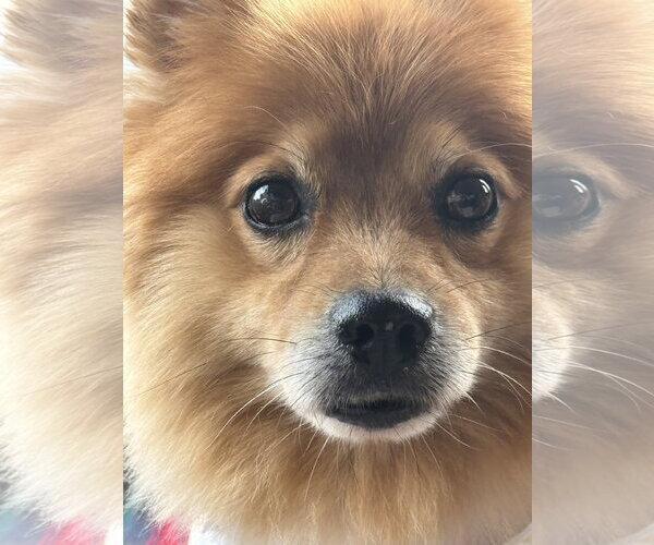 Medium Photo #7 Pomeranian Puppy For Sale in springfield, VA, USA