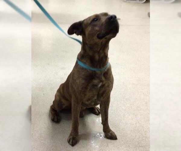 Medium Photo #1 Mutt Puppy For Sale in Riverside, CA, USA