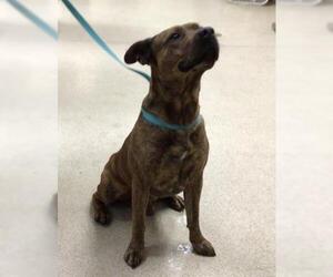 Mutt Dogs for adoption in Riverside, CA, USA