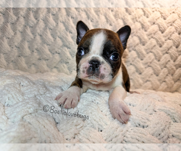 Medium Photo #1 Boston Terrier Puppy For Sale in ODENVILLE, AL, USA