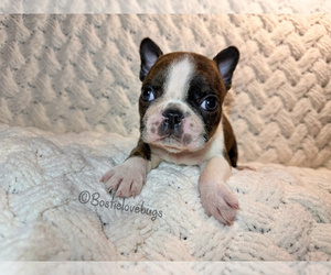 Boston Terrier Puppy for Sale in ODENVILLE, Alabama USA