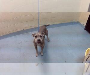 American Pit Bull Terrier Dogs for adoption in Tulsa, OK, USA