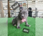 Small Photo #5 American Bully Puppy For Sale in ROCKVILLE, MD, USA
