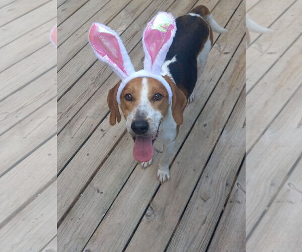 Medium Photo #35 Mutt Puppy For Sale in Murfreesboro, NC, USA