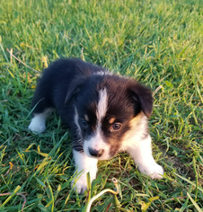 Medium Pembroke Welsh Corgi