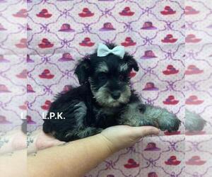 Schnauzer (Miniature) Puppy for sale in WINNSBORO, LA, USA
