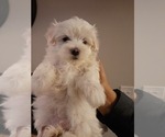 Small Photo #3 Maltese Puppy For Sale in ROSWELL, GA, USA