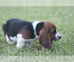 Small Photo #60 Basset Hound Puppy For Sale in MEMPHIS, MO, USA