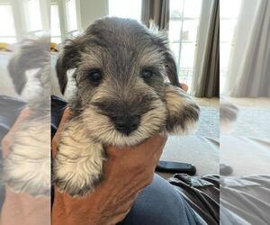 Schnauzer (Miniature) Puppy for Sale in RIVERSIDE, California USA