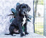 Puppy Bruce Great Dane
