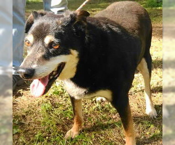 Medium Photo #3 German Shepherd Dog-Unknown Mix Puppy For Sale in Frankston, TX, USA