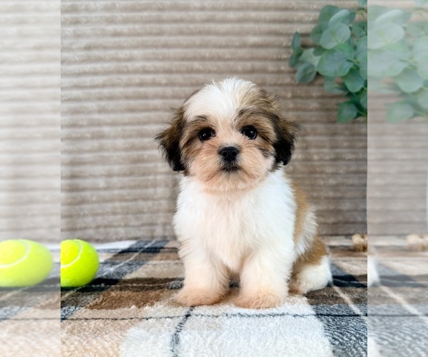 Medium Photo #5 Mal-Shi Puppy For Sale in GREENFIELD, IN, USA