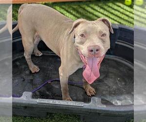 Mutt Dogs for adoption in Las Vegas, NV, USA