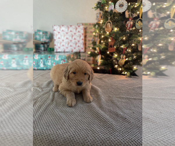Medium Photo #1 Golden Retriever Puppy For Sale in LEBANON, IL, USA