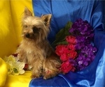 Small Photo #1 Morkie Puppy For Sale in CASSVILLE, MO, USA