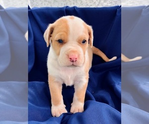 Catahoula Leopard Dog-Unknown Mix Puppy for sale in YELLVILLE, AR, USA