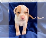 Small Photo #1 Catahoula Leopard Dog-Unknown Mix Puppy For Sale in YELLVILLE, AR, USA