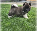Puppy Ren Akita