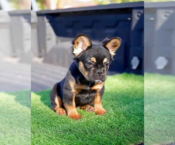 Medium Photo #3 French Bulldog Puppy For Sale in POMPANO BEACH, FL, USA
