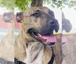Small #3 American Pit Bull Terrier Mix