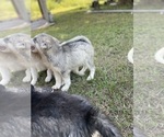 Small Photo #27 Siberian Husky Puppy For Sale in HILLISTER, TX, USA