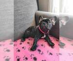 Small Photo #10 French Bulldog Puppy For Sale in FONTANA, CA, USA