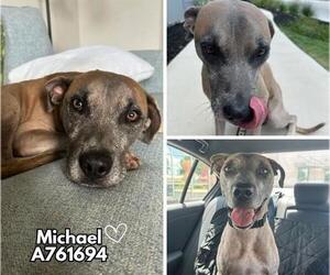 Mutt Dogs for adoption in San Antonio, TX, USA