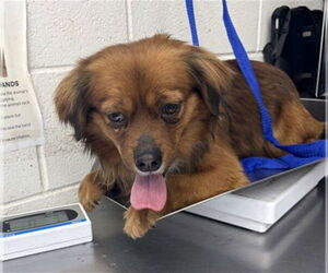 Pekehund Dogs for adoption in San Bernardino, CA, USA