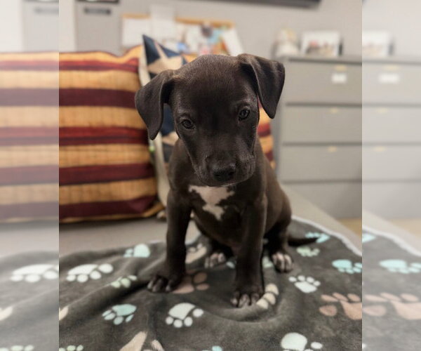 Medium Photo #2 American Staffordshire Terrier-Unknown Mix Puppy For Sale in Pierceton , IN, USA